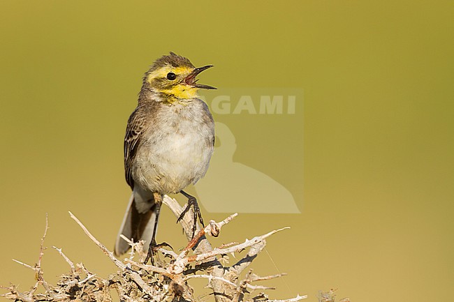Citrine Wagtail - Zitronenstelze - Motacilla citreola, Oman stock-image by Agami/Ralph Martin,