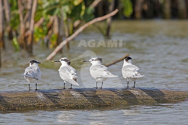 Four adult Cabot's Terns, Thalasseus acuflavidus, wintering in Colombia. stock-image by Agami/Pete Morris,