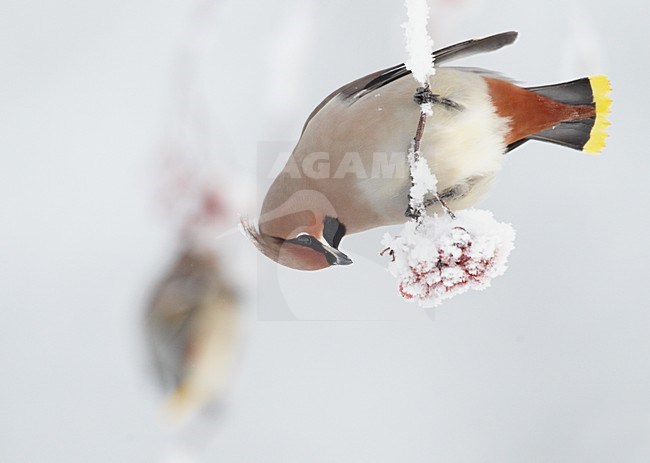 Volwassen Pestvogel foeragerend op bessen in de winter; Adult Bohemian Waxwing foraging on berries in winter stock-image by Agami/Markus Varesvuo,