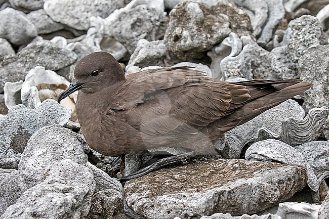 Christmas Shearwater (Puffinus nativitatis). Photographed during a Pitcairn Henderson and The Tuamotus expedition cruise. Resting on the ground in the breeding colony. stock-image by Agami/Pete Morris,