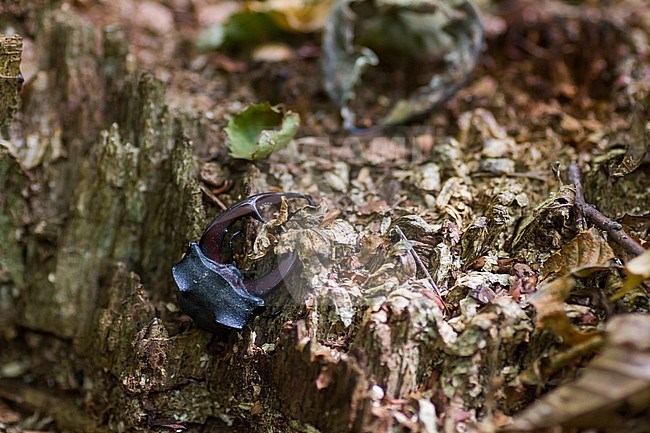 Lucanus cervus - Hirschkäfer, Germany (Baden-Württemberg), remainings of male from birds stock-image by Agami/Ralph Martin,