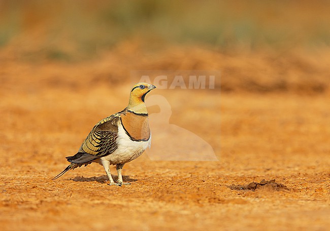 Pin-tailed Sandgrouse (Pterocles alchata) on the steppes of Belchite, Spain. stock-image by Agami/Marc Guyt,