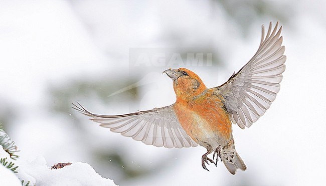Male Common Crossbill (Loxia curvirostra) wintering in Finland. stock-image by Agami/Markus Varesvuo,