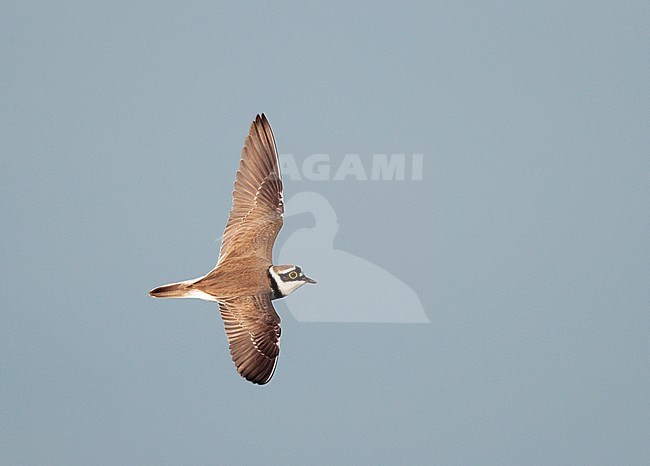 Adult Little Ringed Plover (Charadrius dubius) in flight in the Netherlands. stock-image by Agami/Ran Schols,