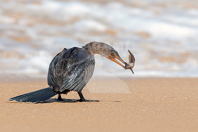 Long-tailed Cormorant (Microcarbo africanus) holding a fish in its bill  on a beach. Also called Reed Cormorant. stock-image by Agami/David Monticelli,