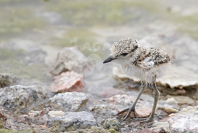 Kentish Plover chick (Charadrius alexandrinus) in Israel. stock-image by Agami/Markus Varesvuo,