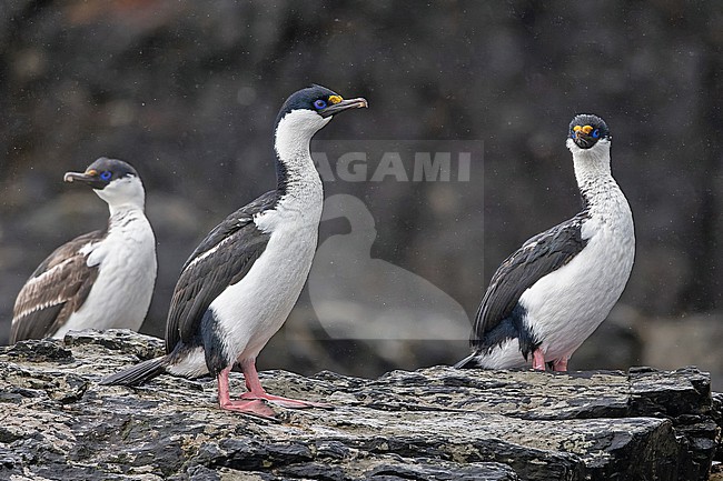 South Georgia shag (Leucocarbo georgianus) on South Georgia. Three cormorants together. stock-image by Agami/Pete Morris,