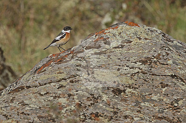 Male White-throated bush chat (Saxicola insignis), also known as Hodgson's bushchat, in Mongolia. stock-image by Agami/James Eaton,