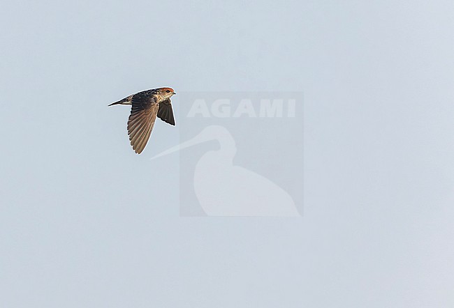 Streak-throated swallow (Petrochelidon fluvicola) in India during autumn. stock-image by Agami/Marc Guyt,