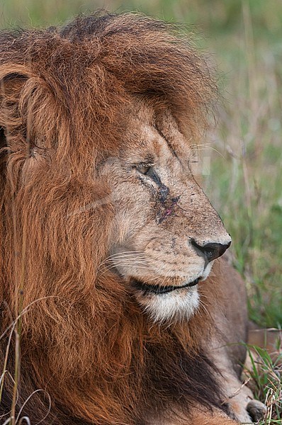 Close up portrait of a male lion, Panthera leo. Masai Mara National Reserve, Kenya. stock-image by Agami/Sergio Pitamitz,