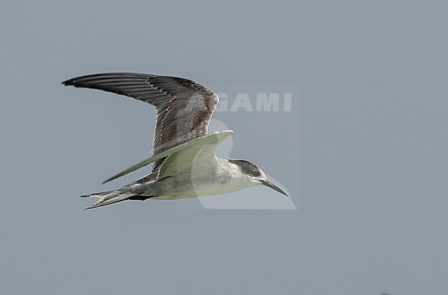 White-cheeked Tern (Sterna repressa) - November 2021 - coast of Oman stock-image by Agami/Eduard Sangster,