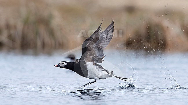 Side view of a male Long-tailed Duck (Clangula hyemalis) taking flight. Finland stock-image by Agami/Markku Rantala,