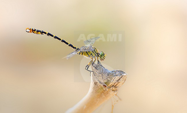 Male Small Pincertail stock-image by Agami/Wil Leurs,