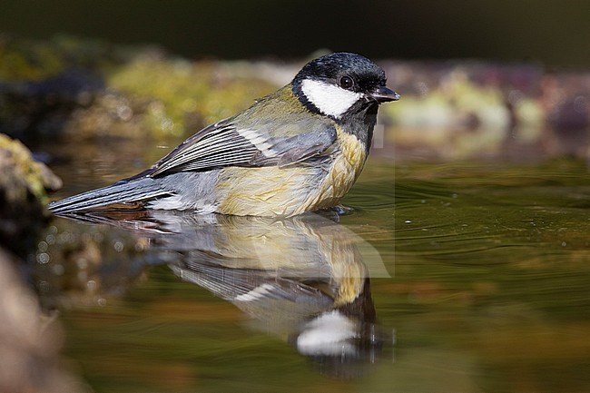 Great Tit (Parus major aphrodite), adult taking a bath. stock-image by Agami/Saverio Gatto,