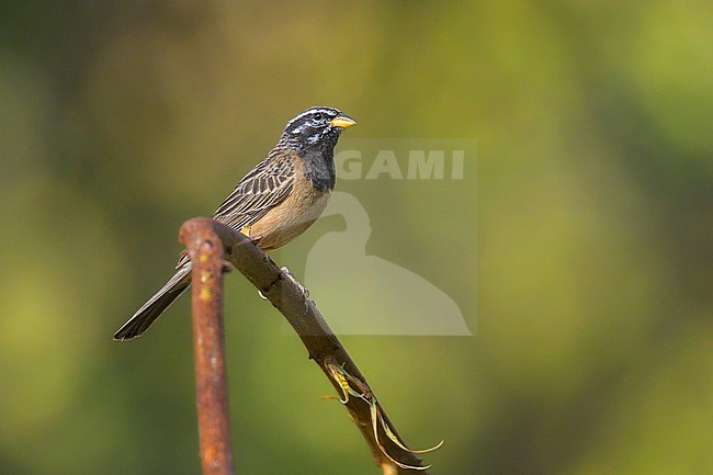 Cinnamon-breasted Bunting, Emberiza tahapisi, perched on a branch. stock-image by Agami/Sylvain Reyt,