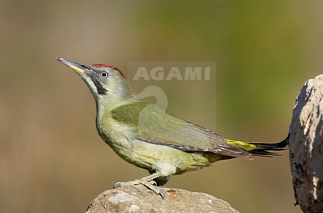 Iberische Groene Specht; Iberian Green Woodpecker stock-image by Agami/Markus Varesvuo,