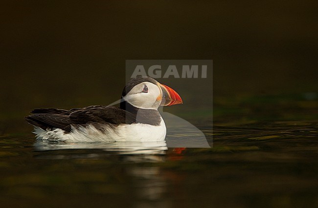Papegaaiduiker zwemmend; Atlantic Puffin swimming stock-image by Agami/Danny Green,