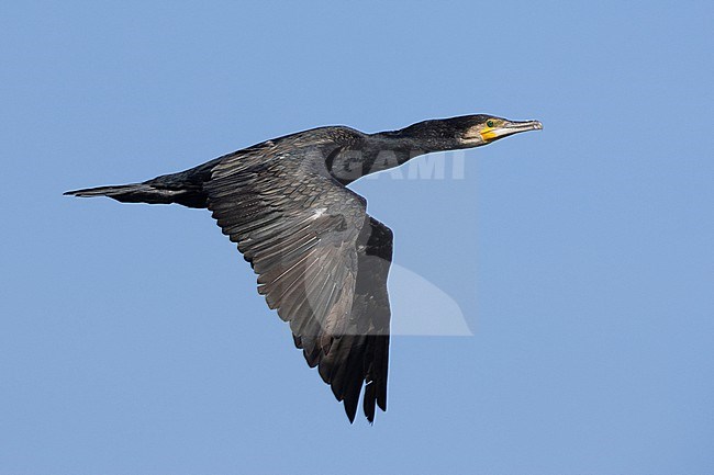 Continental Great Cormorant (Phalacrocorax carbo sinensis), side view of an adult in winter plumage in flight, Campania, Italy Campania, Italy stock-image by Agami/Saverio Gatto,