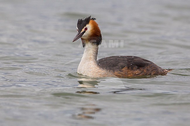 Svasso maggiore; Great Crested Grebe; Podiceps cristatus stock-image by Agami/Daniele Occhiato,