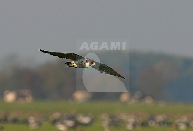 Volwassen Slechtvalk in vlucht; Adult Peregrine Falcon in flight stock-image by Agami/Reint Jakob Schut,