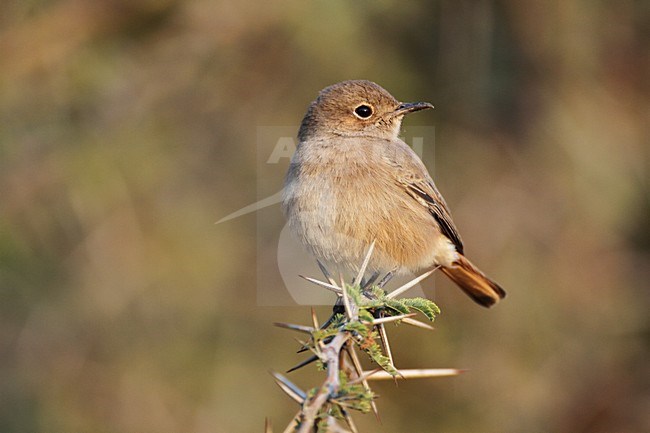 Familiar Chat (Oenanthe familiaris) perched on a twig stock-image by Agami/Karel Mauer,
