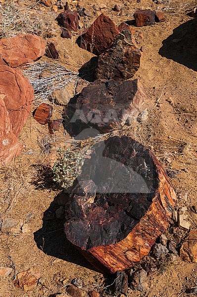 Blocks of petrified wood scattered in a dry riverbed. Near Khorixas, Kunene, Namibia. stock-image by Agami/Sergio Pitamitz,