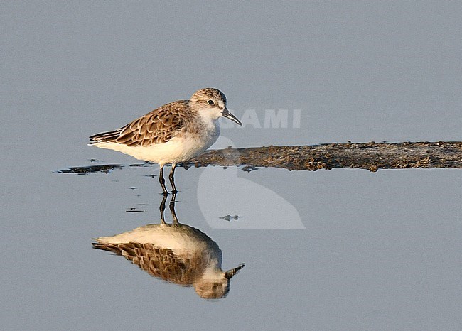 Red-necked Stint (Calidris ruficollis) wintering near Pak Thale in Thailand. stock-image by Agami/Laurens Steijn,