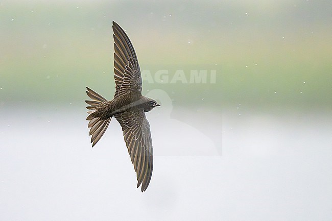 Juvenile Common Swift (Apus apus) in flight in France. stock-image by Agami/Sylvain Reyt,