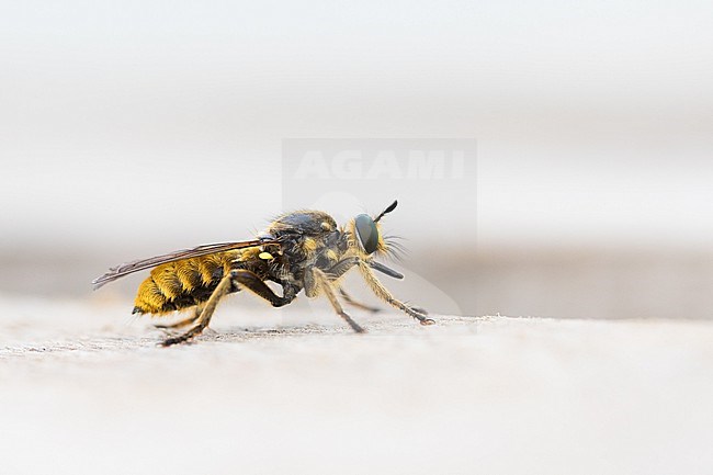 Choerades fimbriata - Fransen-Mordfliege, Germany (Baden-Württemberg), imago stock-image by Agami/Ralph Martin,