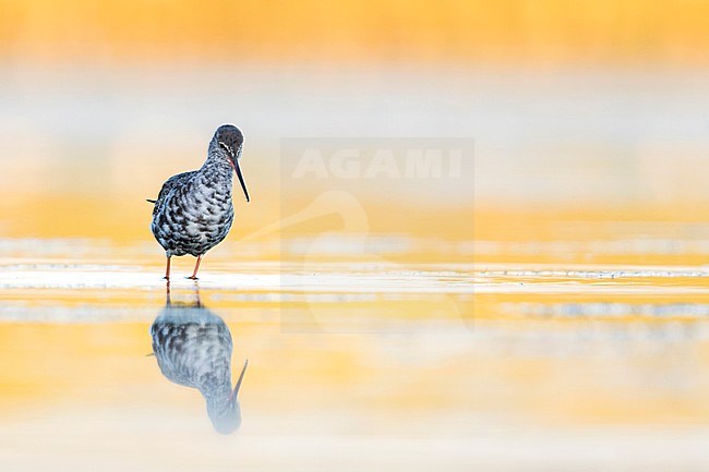 Spotted Redshank, Tringa erythropus, Germany, adult, moulting into winter plumage in early autumn stock-image by Agami/Ralph Martin,