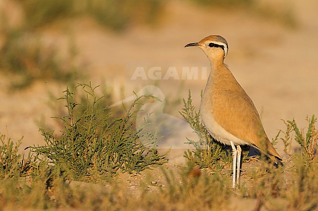 Cream-coloured Courser - Rennvogel - Cursorius cursor ssp. cursor, Morocco, adult stock-image by Agami/Ralph Martin,