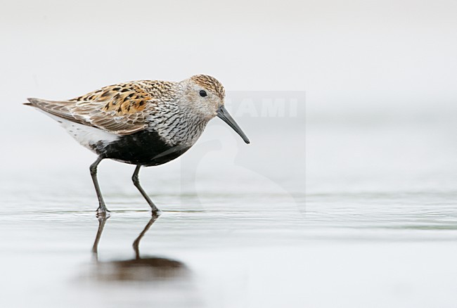 Adult zomerkleed Bonte Strandloper; Adult summer Dunlin stock-image by Agami/Markus Varesvuo,