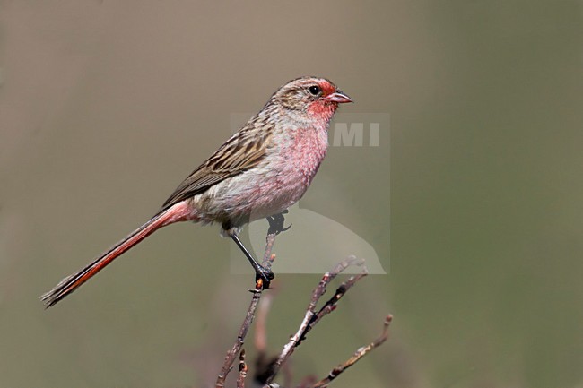 Przewalski's Roodmus op tak, Pink-tailed Bunting on branch stock-image by Agami/Dubi Shapiro,