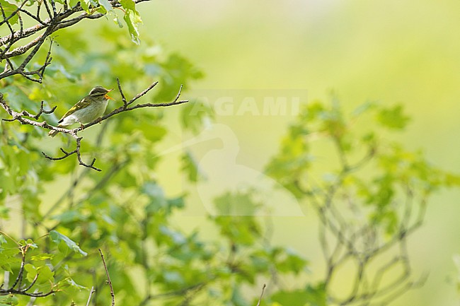 Adult Western Crowned Leaf-warbler (Phylloscopus occipitalis) perched on a twig during spring in Tajikistan. stock-image by Agami/Ralph Martin,