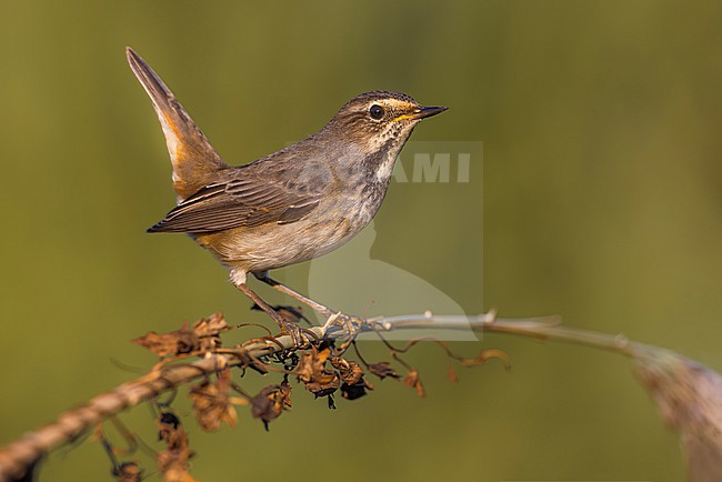White-spotted Bluethroat, Luscinia svecica, in Italy. stock-image by Agami/Daniele Occhiato,