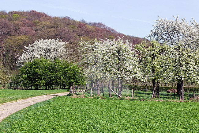 Bloesem en onluikend groen in het Zuid Limburgse Heuvellandschap in het prille voorjaar. Blossoming trees in early spring in the southern limburg landscape stock-image by Agami/Ran Schols,