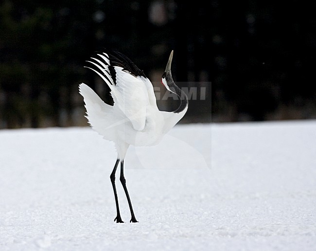 Red-crowned Crane display; Chinese Kraanvogel baltsend stock-image by Agami/Marc Guyt,