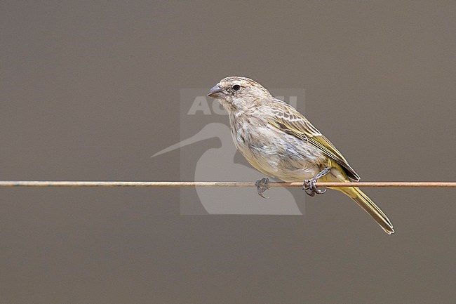 Yellow Canary (Crithagra flaviventris), adult female perched on a wire, Western Cape, South Africa stock-image by Agami/Saverio Gatto,