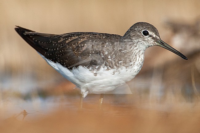Green Sandpiper (Tringa ochropus) in a small freshwater pool near Belchite in Spain during a hot summer day. stock-image by Agami/Marc Guyt,
