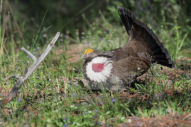 Adult male
Boulder Co., CO
June 2023 stock-image by Agami/Brian E Small,