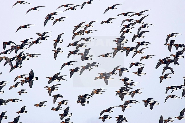 Grote groep Roodhalsganzen overwinterent in Bulgarije; Flock of Red-breasted Geese (Branta ruficollis) wintering in Bulgaria stock-image by Agami/Bas van den Boogaard,