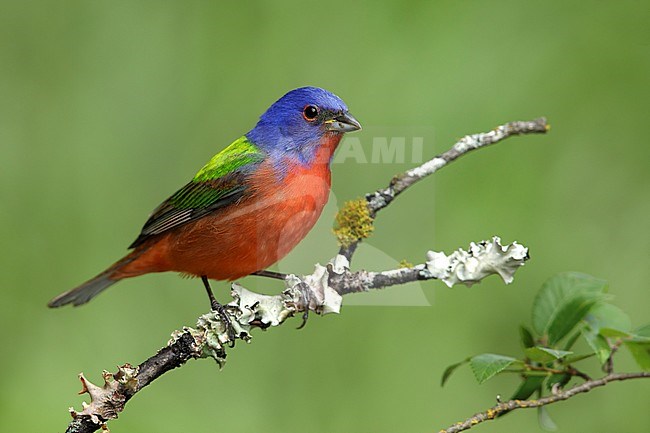 Adult male Painted Bunting, Passerina ciris.
Galveston Co., Texas, USA. stock-image by Agami/Brian E Small,