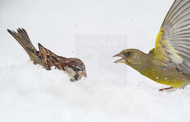 European Greenfinch fighting with a male house sparrow stock-image by Agami/Alain Ghignone,