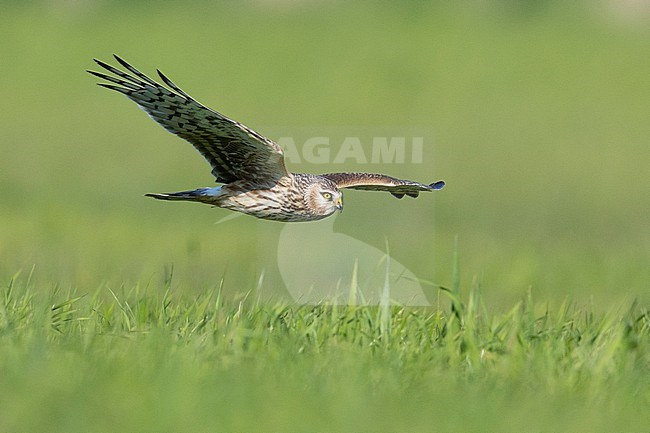 Hen Harrier (Circus cyaneus), side view of a juvenile male in flight, Campania, Italy stock-image by Agami/Saverio Gatto,