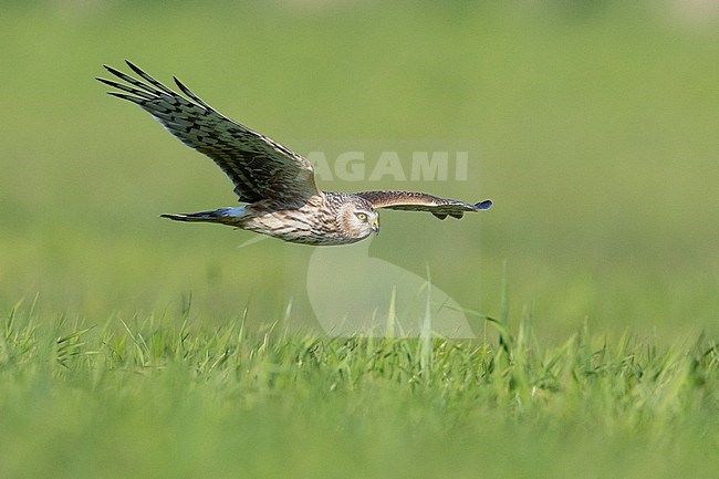 Hen Harrier (Circus cyaneus), side view of a juvenile male in flight, Campania, Italy stock-image by Agami/Saverio Gatto,