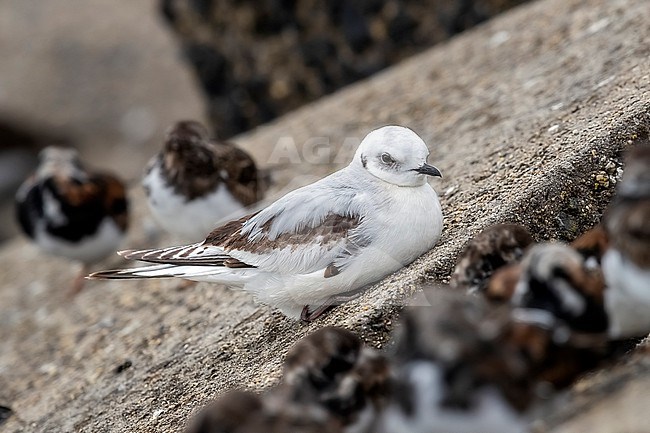 First winter moulting to fisrt summer Ross's Gull (Rhodostethia rosea) sitting on a block of Scheveningen pier, Zuid-Holland, the Netherlands. stock-image by Agami/Vincent Legrand,