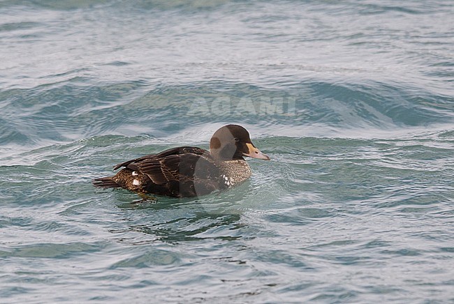 2cy male King Eider (Somateria spectabilis) Swimming in the Barents Sea. Norway stock-image by Agami/Markku Rantala,