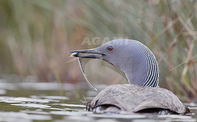 Red-throated Diver bringing fish for the chicks (Gavia stellata) Iceland June 2019 stock-image by Agami/Markus Varesvuo,