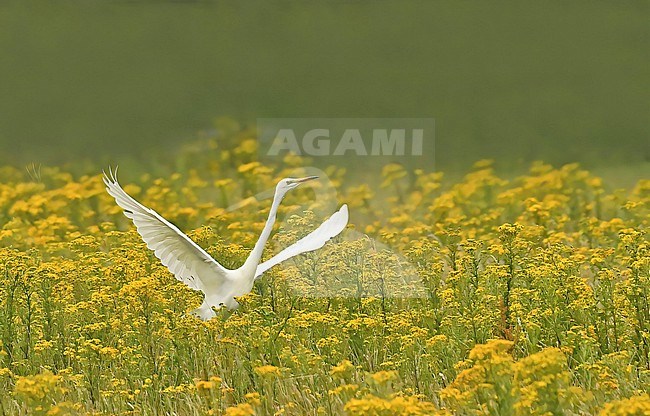 Ardea alba, Great Egret stock-image by Agami/Eduard Sangster,