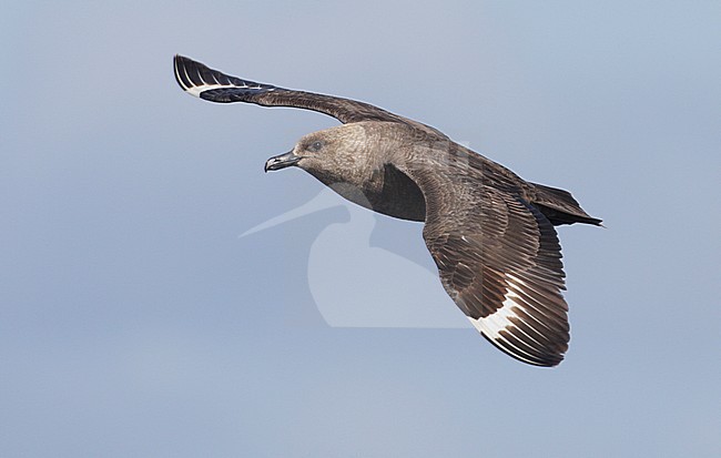 Zuipooljager in vlucht, South Polar Skua in flight stock-image by Agami/Mike Danzenbaker,